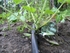 GartenKit